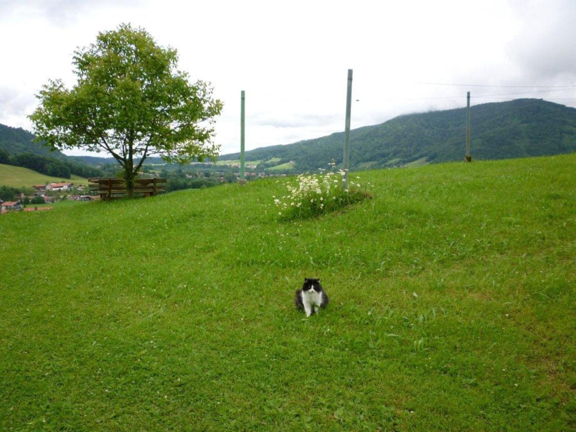 Maurerhof Inkl. Chiemgaukarte Farm stay